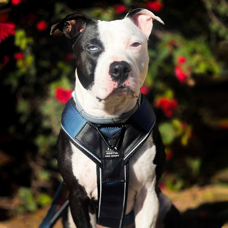 BESTIA DOG SPORT GripPro Heavy Duty Harness
