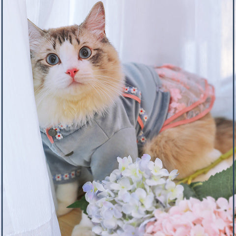 Pet cat clothes
