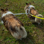 CRAZYcoupl'r - 2 Dogs on 1 Leash