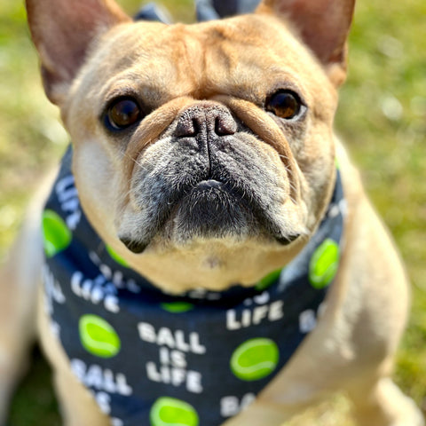 Ball Is Life Dog Bandana Best Seller