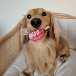 Reindeer Antler Dog Chews | Organic Chews for Dogs