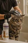 Piccardmeds4pets Aloe Oats Dog Shampoo 16oz + HandsOn Grooming Gloves Small Complete Kit