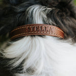 Leather Dog Collar - Designer