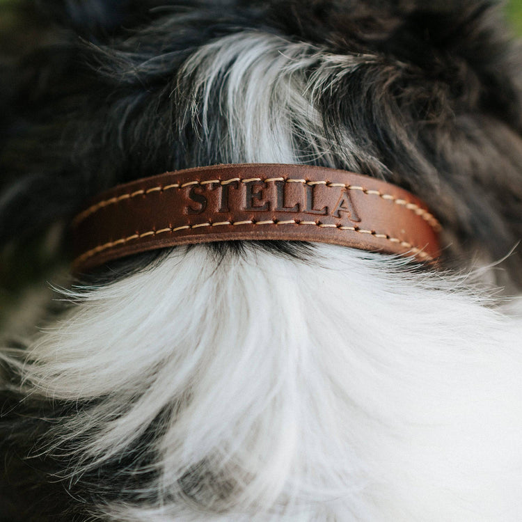 Leather Dog Collar - Designer