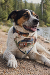 Camping Dog Bandana