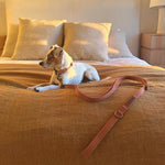 Tilley + Me Hemp Cotton Dog Collar – Durable, Adjustable, Soft – Joshua Tree
