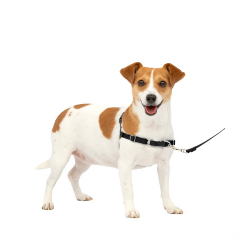 Petsafe Easy Walk Dog Harness Black Small