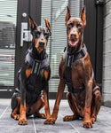 BESTIA DOG SPORT GripPro Basic Harness