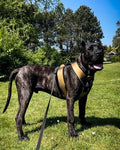 BESTIA DOG SPORT GripPro Heavy Duty Harness