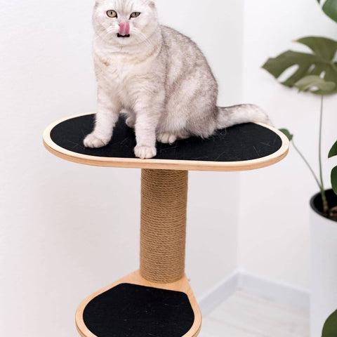 Cat Climbing Tower