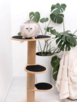 Cat Climbing Tower