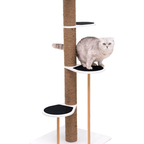 Cat Climbing Tower
