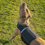Bestia Dog Sport Weighted Harness