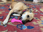 Bone eChew Ultra Durable Nylon Dog Chew Toy for Aggressive Chewers | USA Made